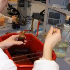 18.12.2012 - mgr Ewa Wons-Karczyńska z Katedry Mikrobiologii prowadzi zajęcia pt. "Barwienie i obserwacja preparatów komórek bakteryjnych" dla uczniów I LO w Nowym Dworze Gdańskim fot. Elżbieta Sokalska-Kozłowska