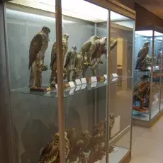 Skarby Muzeum i Instytutu Zoologii PAN w gościnie na Wydziale Biologii UG