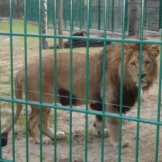 Arco to lew angolski Panthera leo bleyenberghi (Lönnberg, 1914)