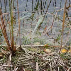 Jezioro Wielkie Gacno - lobelia jeziorna (Lobelia dortmanna)