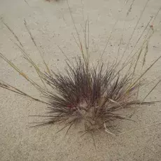 Szczotlicha siwa (Corynephorus canescens) na wydmie śródlądowej
