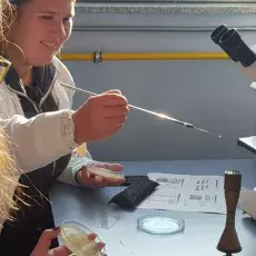 dr Beata Furmanek-Blaszk i dr Ewa Wons z Katedry Mikrobiologii prowadzą zajęcia pt. "Barwienie i obserwacja preparatów komórek b