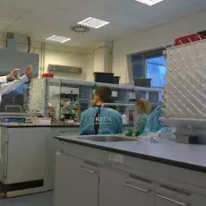 dr Beata Furmanek-Blaszk z Katedry Mikrobiologii prowadzi zajęcia pt. "Barwienie i obserwacja preparatów komórek bakteryjnych" d