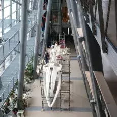 Spacer pod finwalem