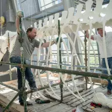 Spacer pod finwalem