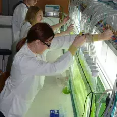 W laboratoriach Katedry Fizjologii i Biotechnologii Roślin obserwujemy reakcję wzrostową glonów m.in. na metale ciężkie. <br />(