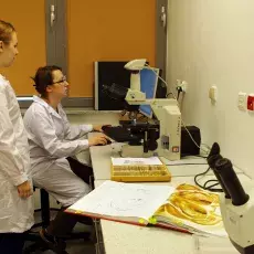 W laboratorium neurobiologicznym analizujemy morfologię komórek śródmózgowia. <br /> (fot. Piotr Rutkowski)