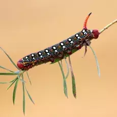 kierunek Ochrona Zasobów Przyrodniczych