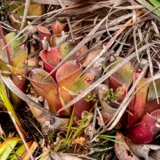 Heliamphora pulchella na Akopan Tepui