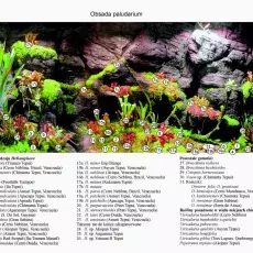 Obsada paludarium