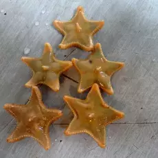 Ctenodiscus crispatus