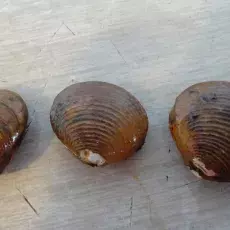 Astarte sp.