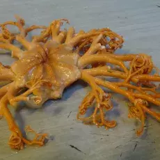 Gorgonocephalus sp.