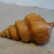 Neptunea despecta