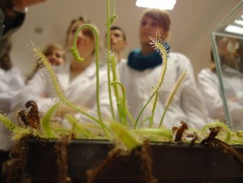 Rosiczka przylądkowa (Drosera capensis Alba)