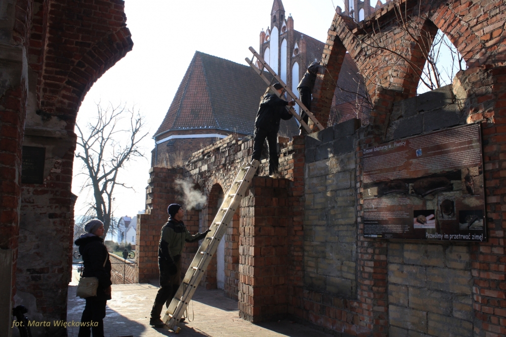 Zimowe liczenie nietoperzy z Radiem Gdańsk Liczenie nietoperzy 2012